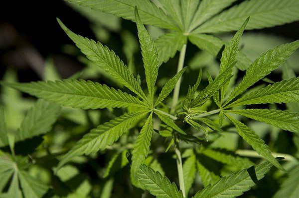 The use of marijuana for medical purposes has been legalized in Croatia