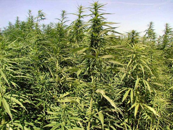 The history of hemp cultivation