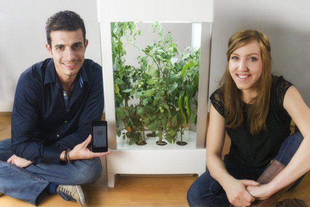 Niwa - приложение на смартфон которое может выращивать растения