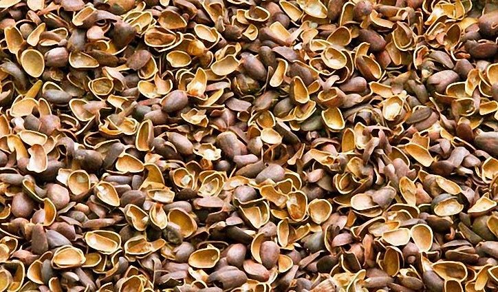 Useful properties of pine nut shell