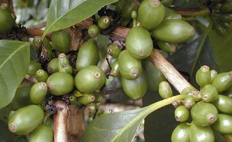 Марагоджып кавы