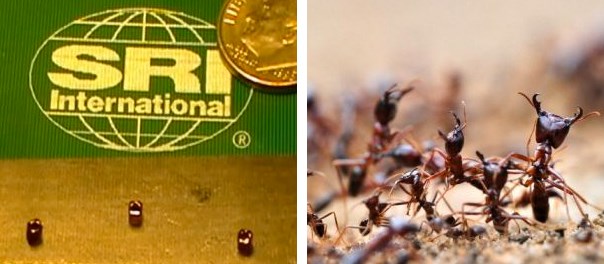 ants robots