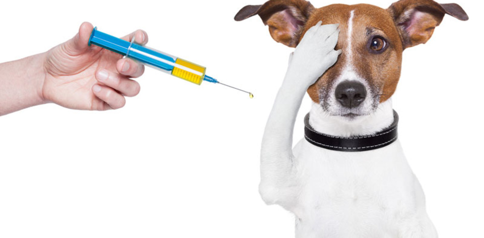 Вакцинация собаки - что нужно знать?