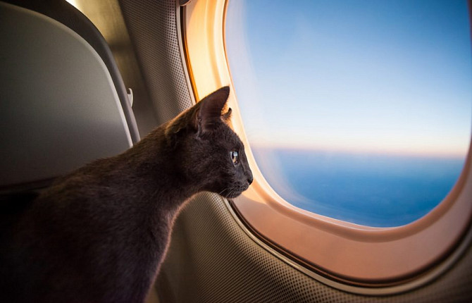 Что нужно знать о перевозки животного в самолете
