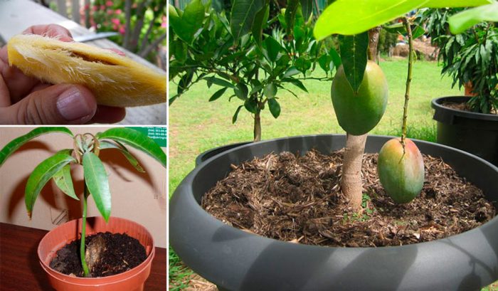 Як правильно і швидко виростити манго з кісточки в домашніх умовах