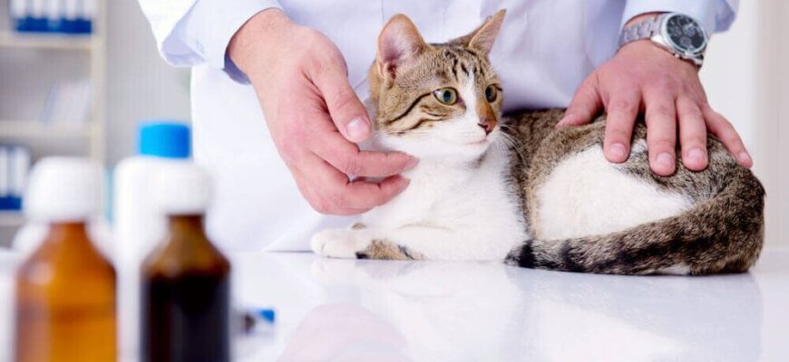 Некоторые частые и редкие заболевания кошек
