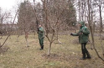 Як правільна абрэзаць дрэвы