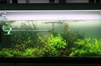 Как нужно выбирать аквариумный фильтр